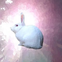 lapin33こすも